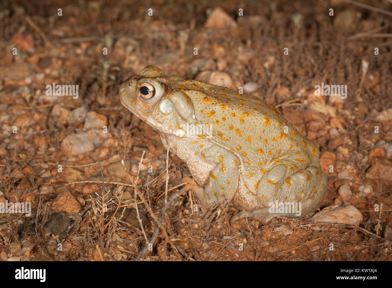 Sonoran Wüste Kröte (Colorado River), Incilius alvarius Kröte (Bufo alvarius). Giftdrüsen hinter den Kopf und an den Beinen sind deutlich sichtbar. Stockfoto