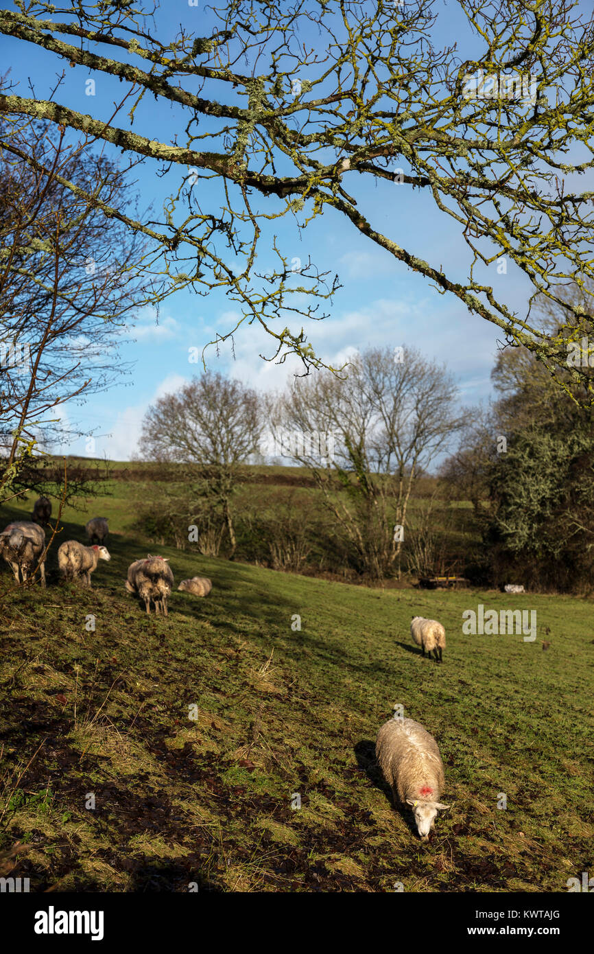 Schafe in der Wiese in der Nähe von Dunsford, eine domestizierte Wiederkäuer Säugetier mit einer dicken, wolligen Fell und (in der Regel nur in der männlichen) gewundene Hörner. Sumpf, Schlamm, slu Stockfoto