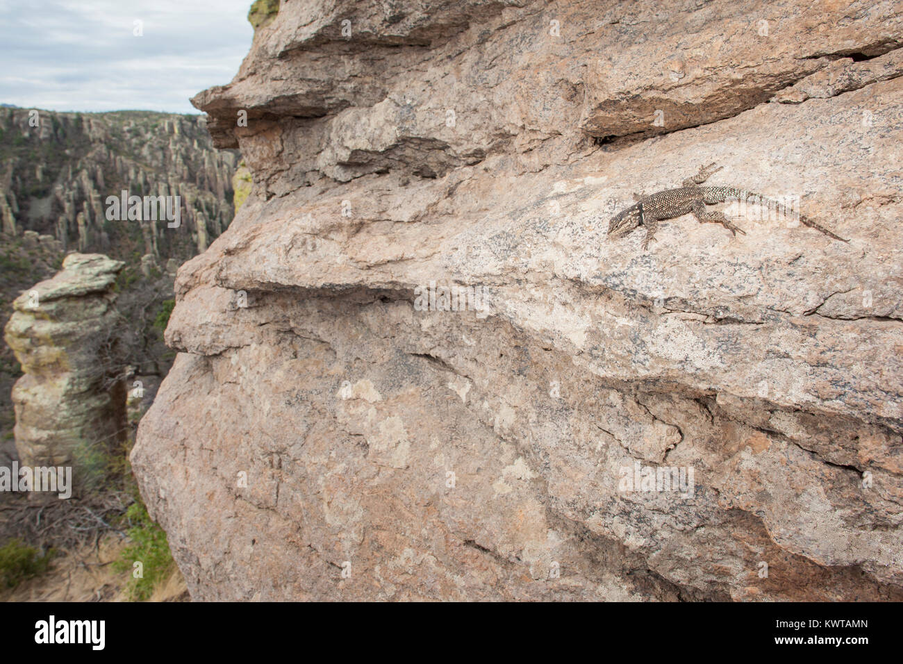 Berg stachelige Echse (Sceloporus Jarrovii) auf einem Felsen. Stockfoto