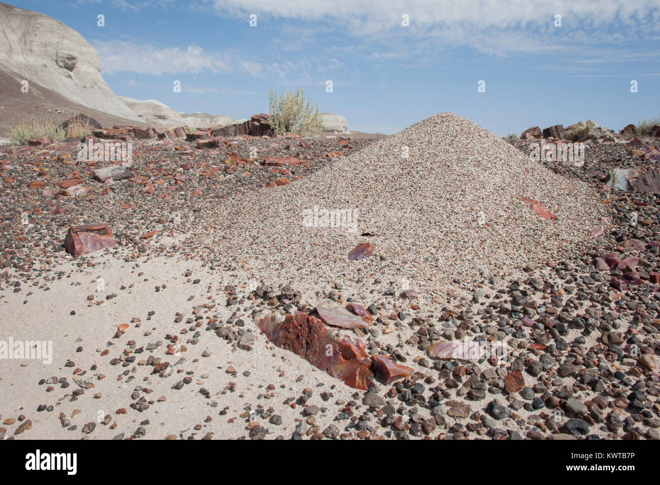 Ant Hill farbenfrohe Fragmente von versteinertem Holz. Petrified Forest National Park, Arizona, USA. Stockfoto