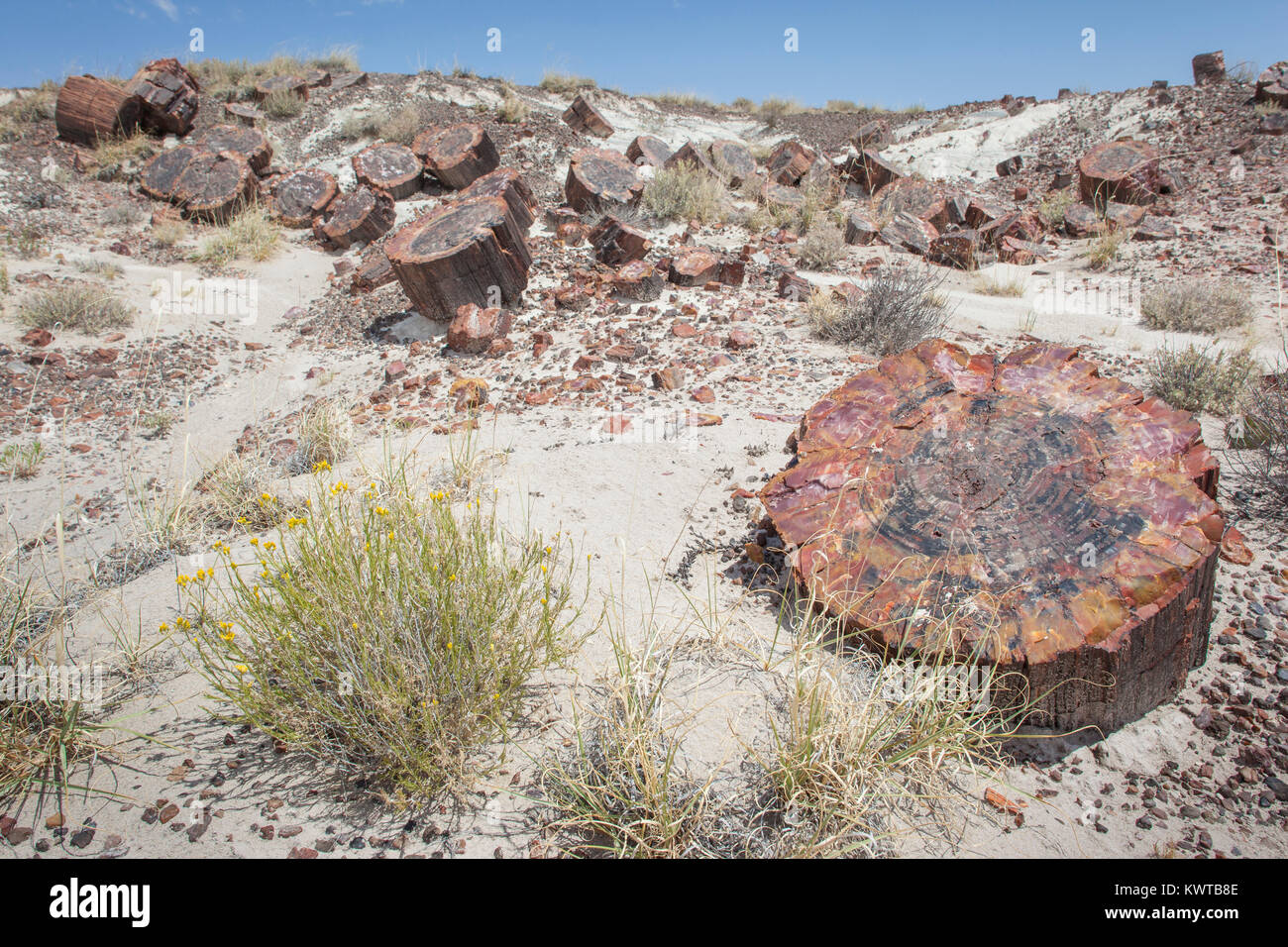 Bausteine der versteinerte Bäume. Petrified Forest National Park, Arizona, USA. Stockfoto