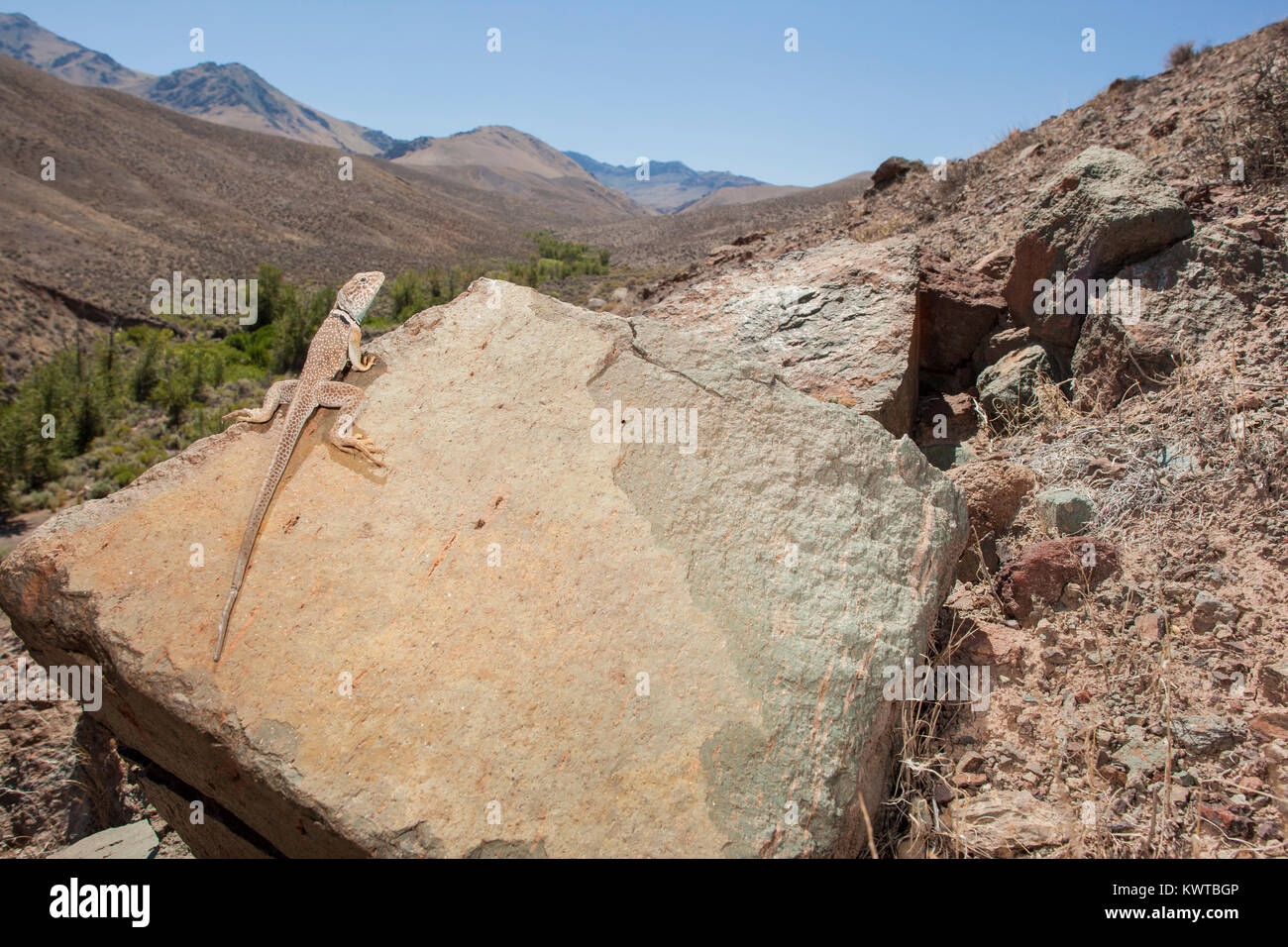 Great Basin collared Lizard (Crotaphytus bicinctores), hoch auf einem Felsen, mit einem herrlichen Blick auf eine Bergkette dahinter. Stockfoto Great Basin collared Lizard (Crotaphytus bicinctores), hoch auf einem Felsen, mit einem herrlichen Blick auf eine Bergkette dahinter. Stockfoto