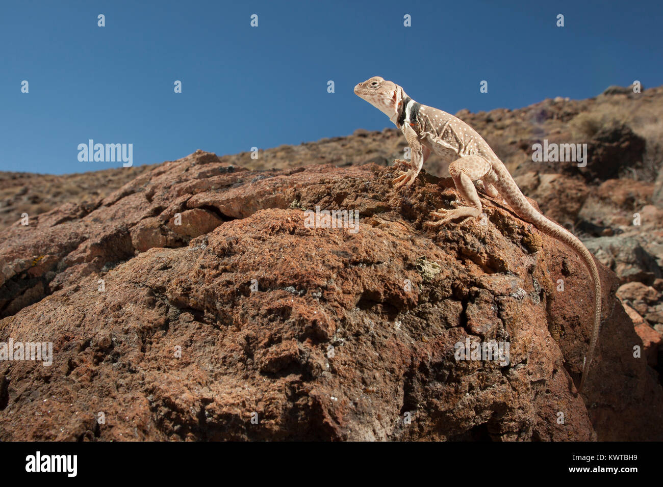 Great Basin collared Lizard (Crotaphytus bicinctores), auf einem Felsen thront. Stockfoto Great Basin collared Lizard (Crotaphytus bicinctores), auf einem Felsen thront. Stockfoto