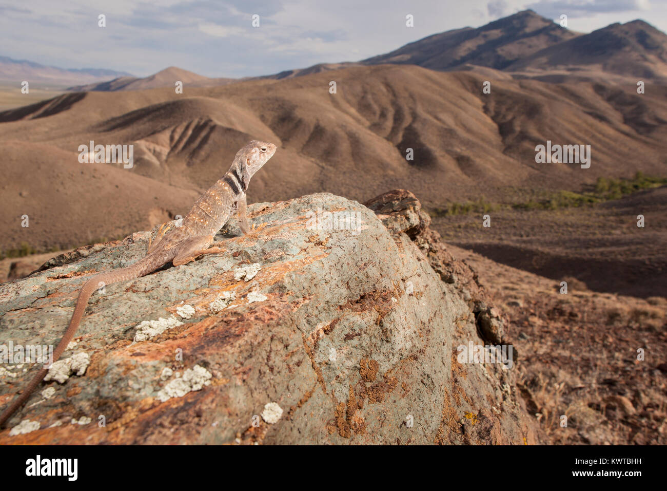 Great Basin collared Lizard (Crotaphytus bicinctores), hoch auf einem Felsen, mit einem herrlichen Blick auf eine Bergkette dahinter. Stockfoto Great Basin collared Lizard (Crotaphytus bicinctores), hoch auf einem Felsen, mit einem herrlichen Blick auf eine Bergkette dahinter. Stockfoto