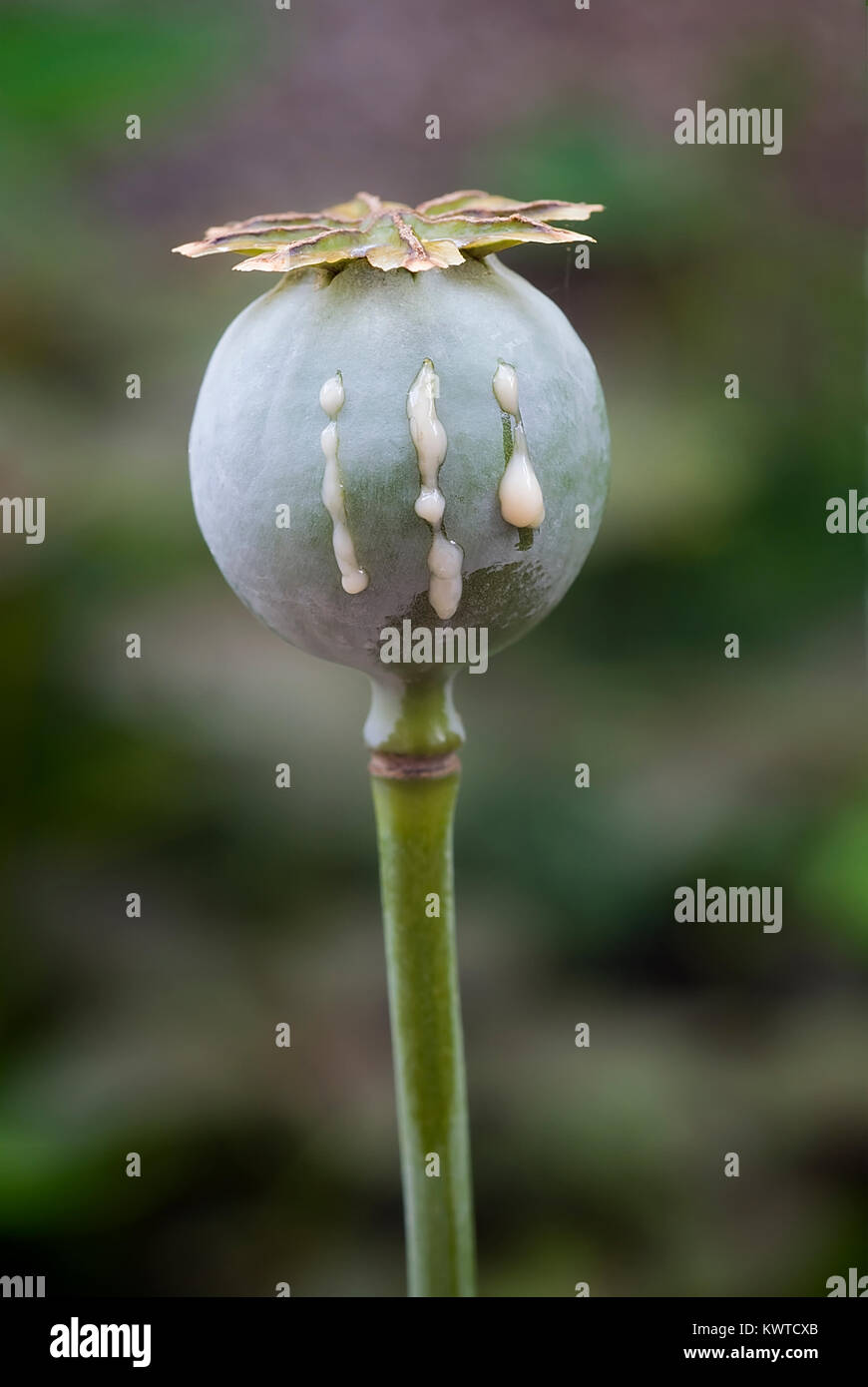 Schlafmohn (Papaver somniferum) mit Einschnitt für Blutungen Latex Stockfoto