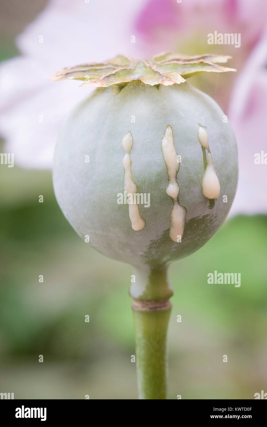 Schlafmohn (Papaver somniferum) mit Einschnitt für Blutungen Latex Stockfoto