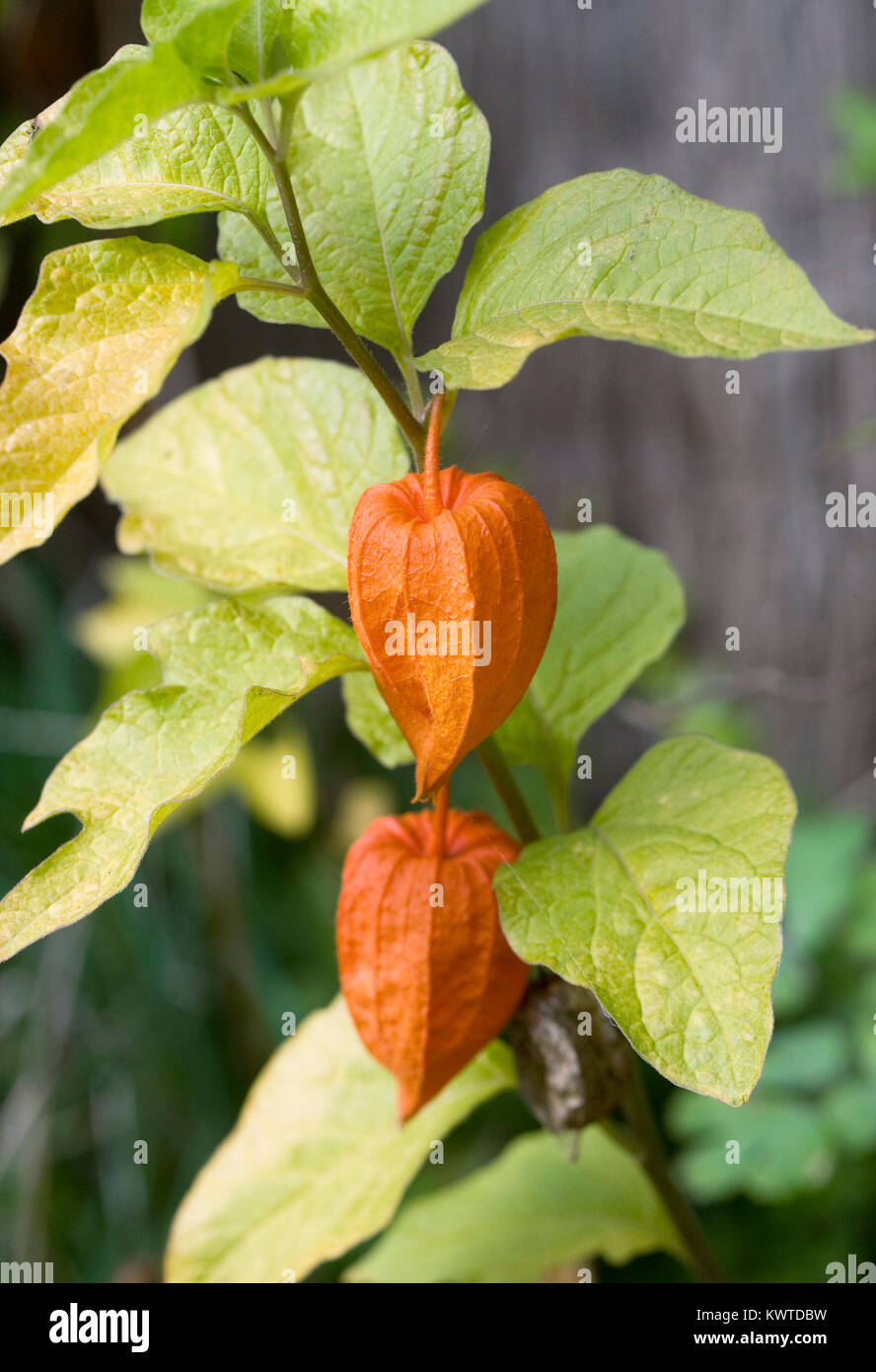 Physalis Alkekengi Frucht Mit Der Orange Schale Im Garten Wachst