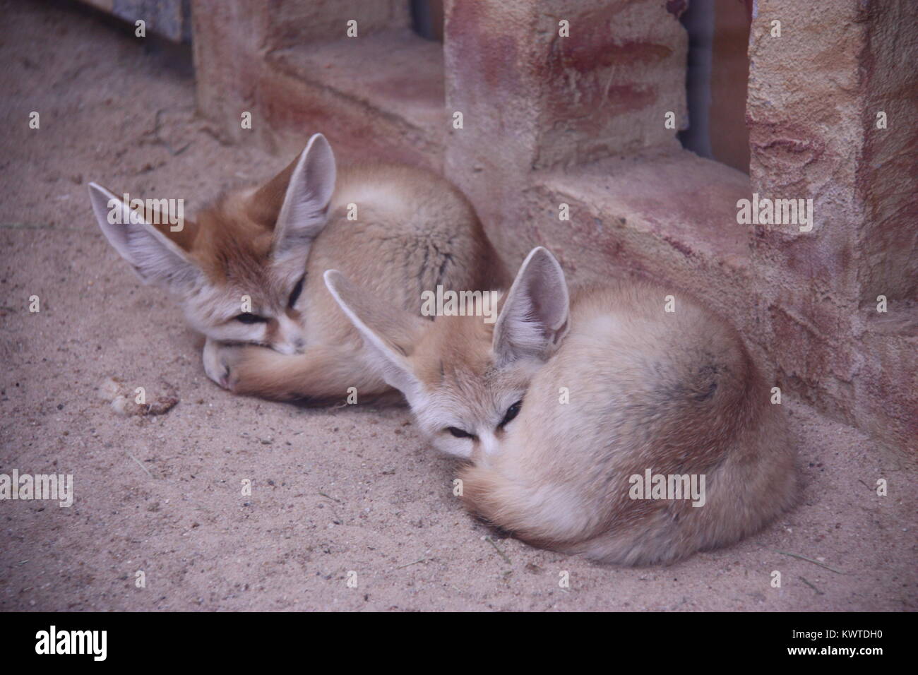 Zwei Fennec Füchse Halbschlaf Stockfoto