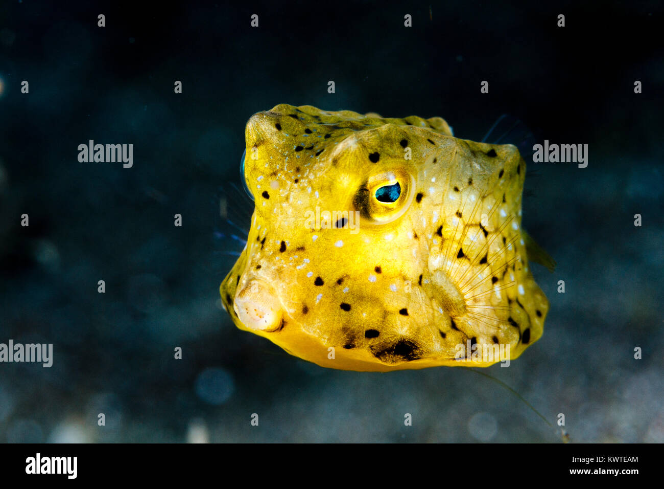 Juvenile Longhorn cowfish (Lactoria cornuta) Lembeh Strait, Nord Sulawesi, Indonesien Stockfoto