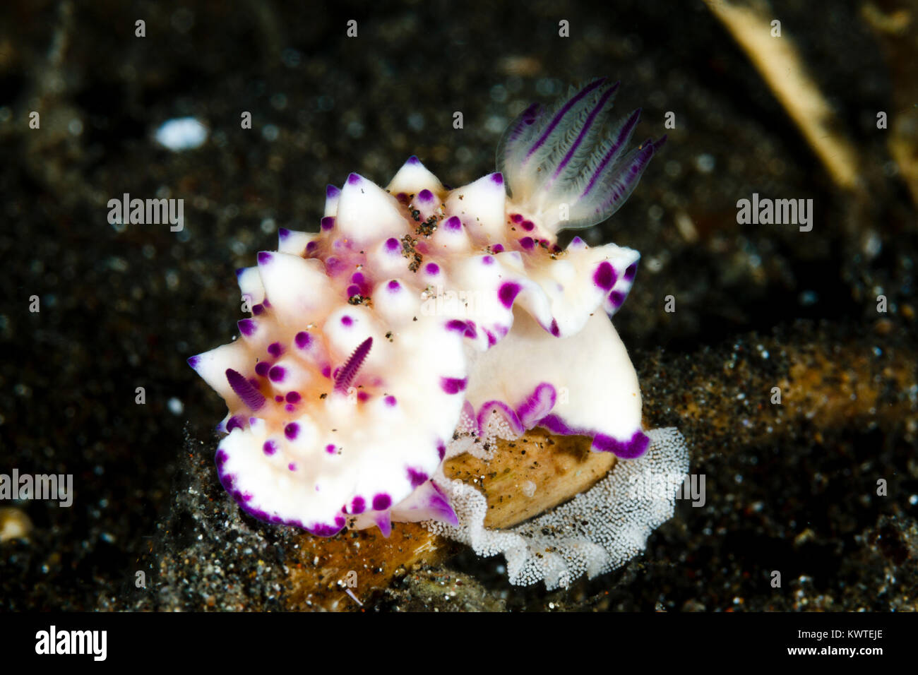 Glossodoris multituberculata Nacktschnecke Eier, Lembeh Strait, Indonesien Stockfoto