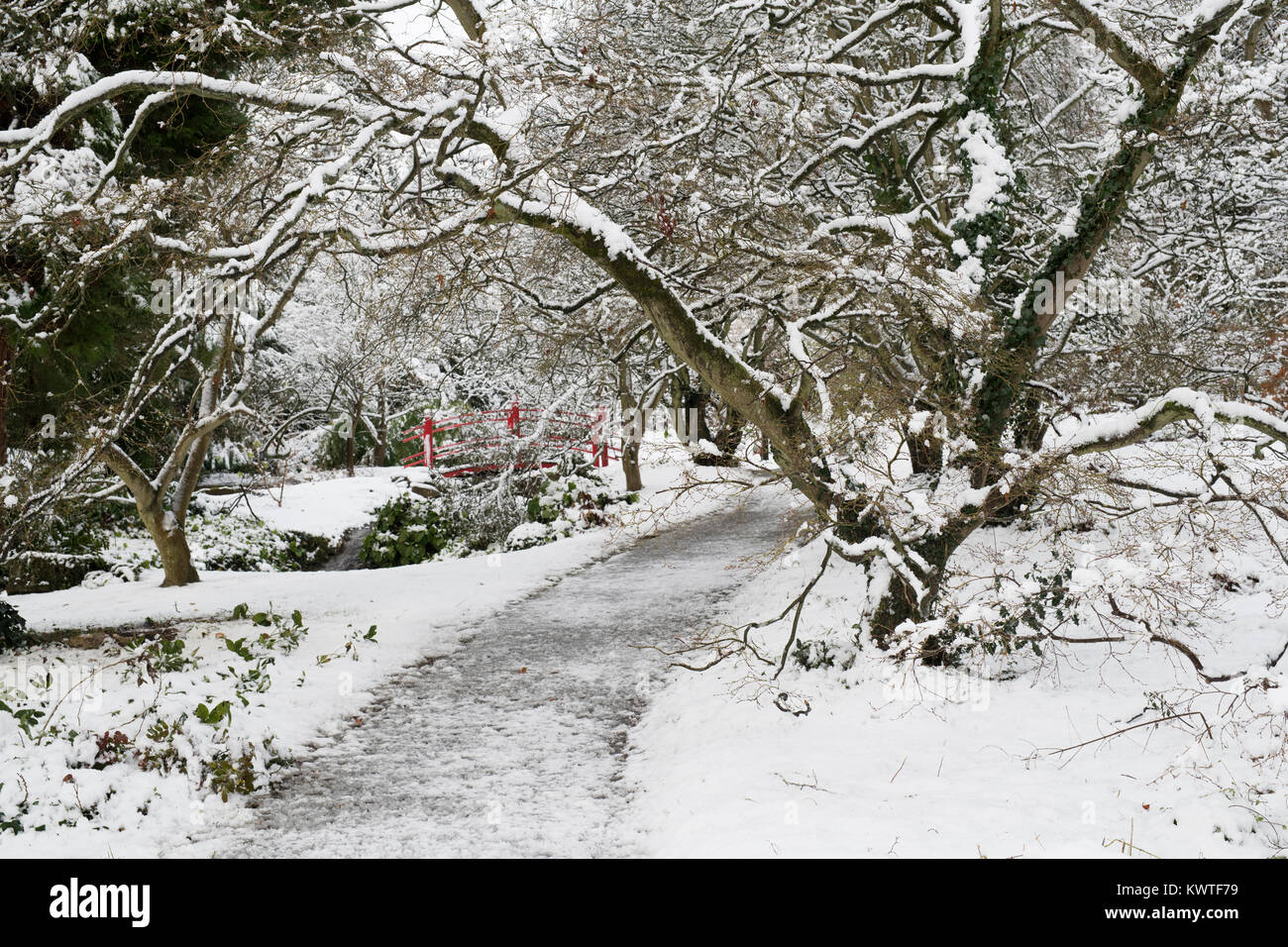 Japanische Brücke und Winter Bäume im Schnee im Dezember bei Batsford Arboretum, Cotswolds, Moreton-in-Marsh, Gloucestershire, England Stockfoto