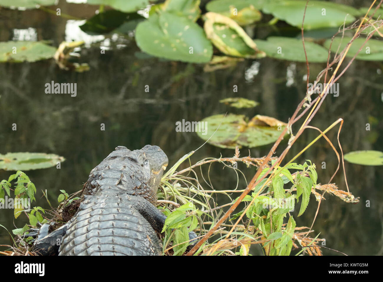 Ein Krokodil, einen seerosenteich int er Everglades in Florida. Stockfoto