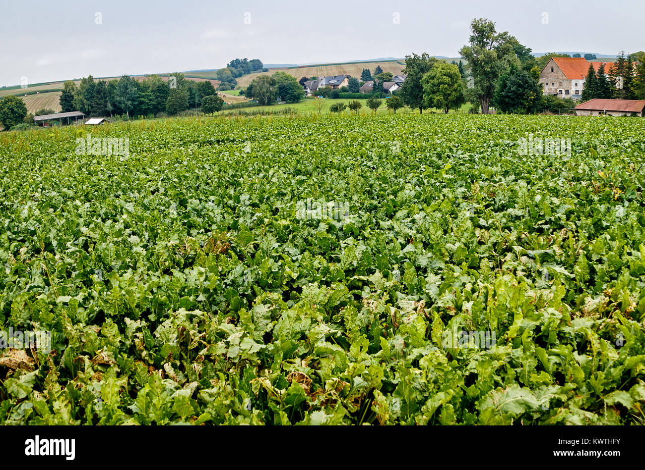 Landschaft mit Zuckerrüben Feld im Hochsommer Stockfoto