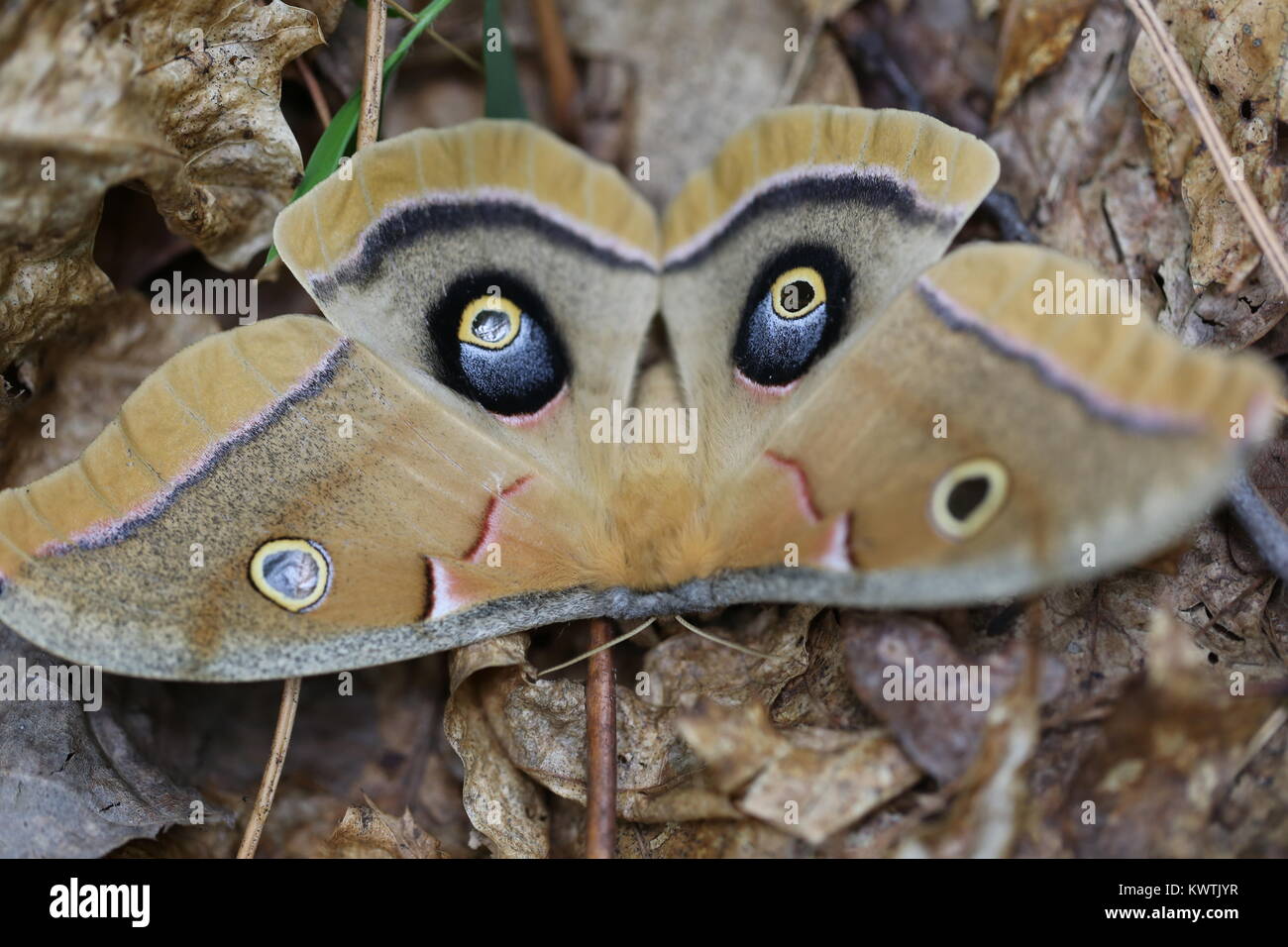 Polyphemus moth [Antheraea polyphemus] Stockfoto