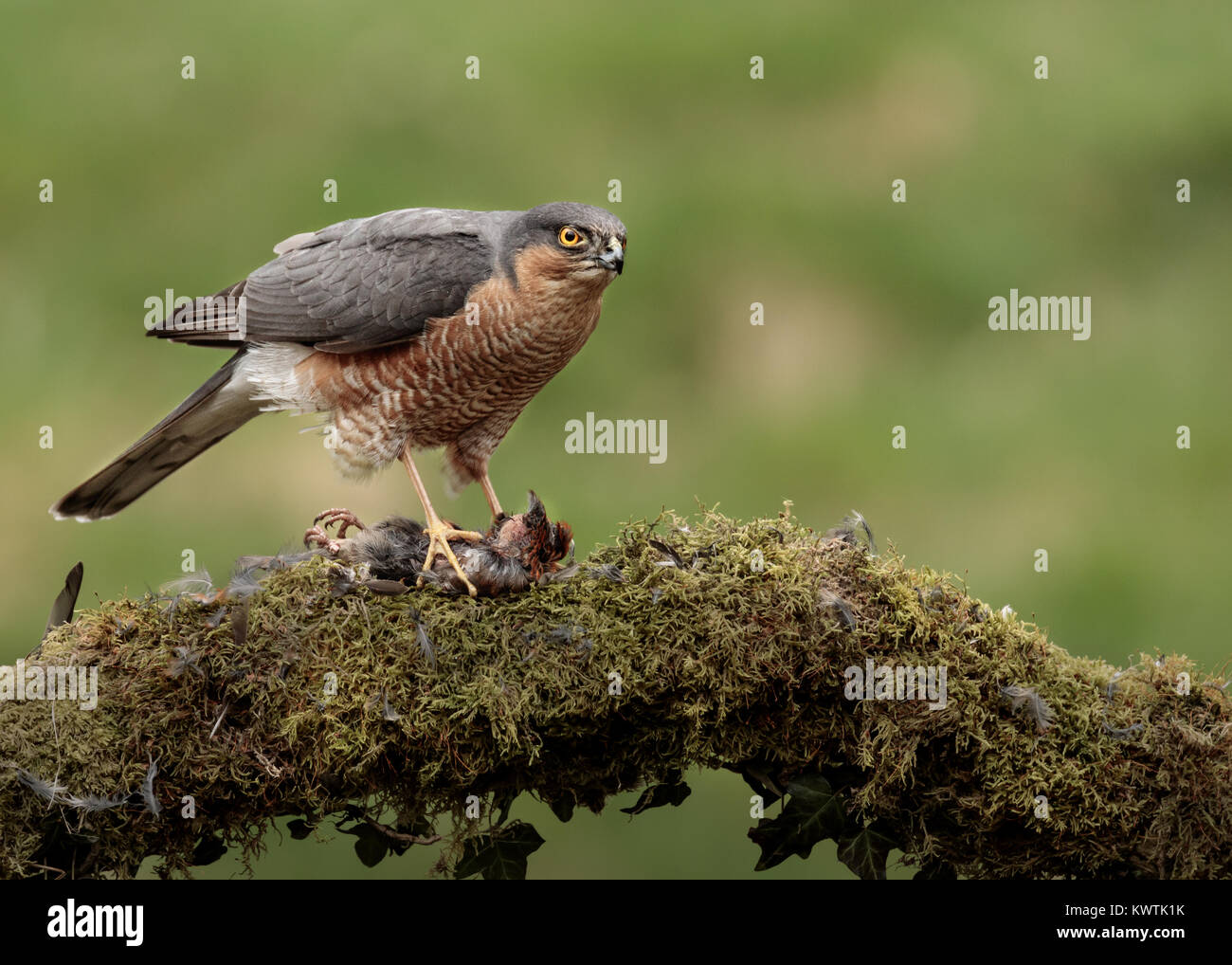 Männliche Sperber mit Beute Stockfoto