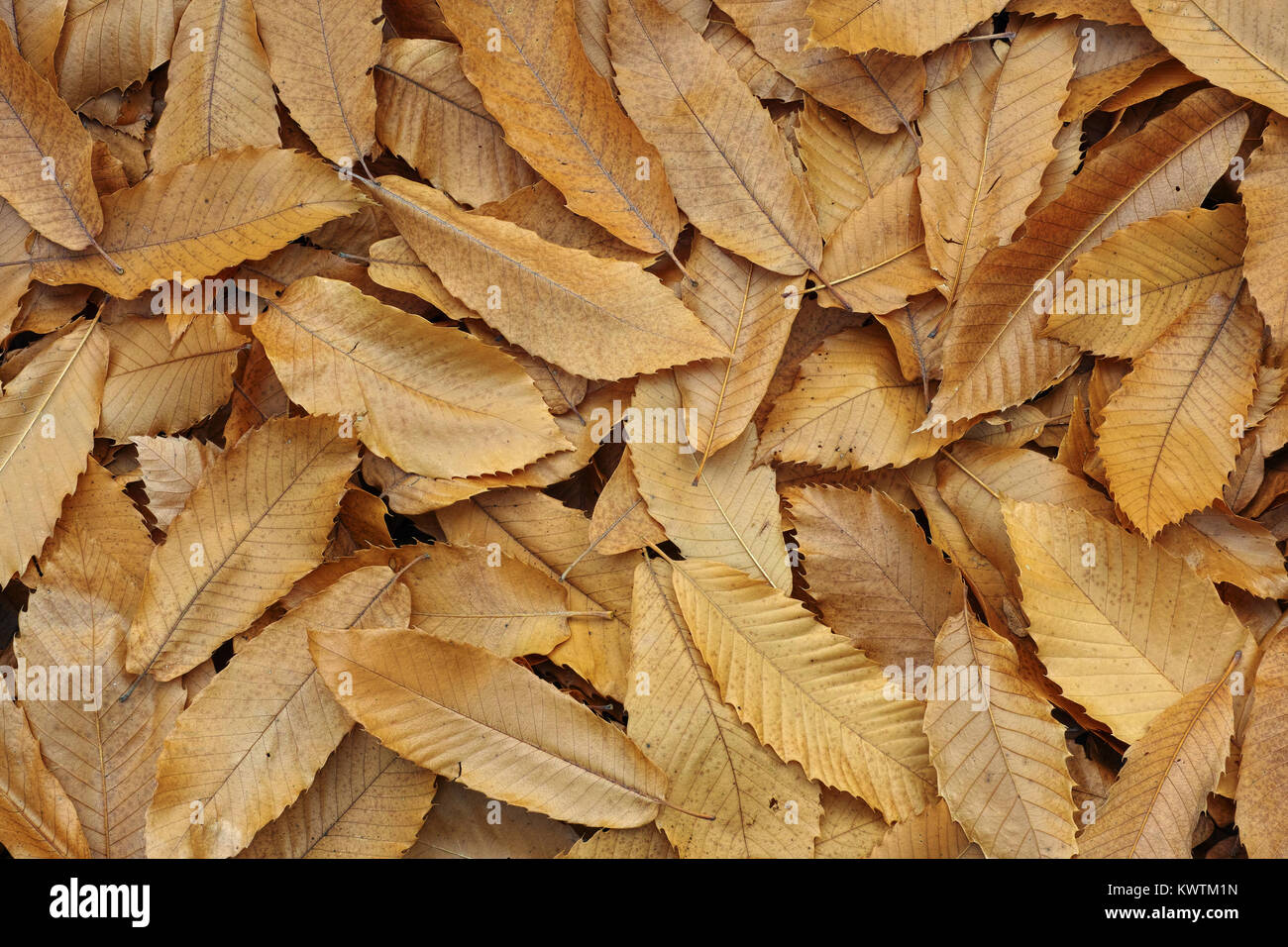 Teppich von getrockneten Kastanien Blätter, Herbst Stockfoto