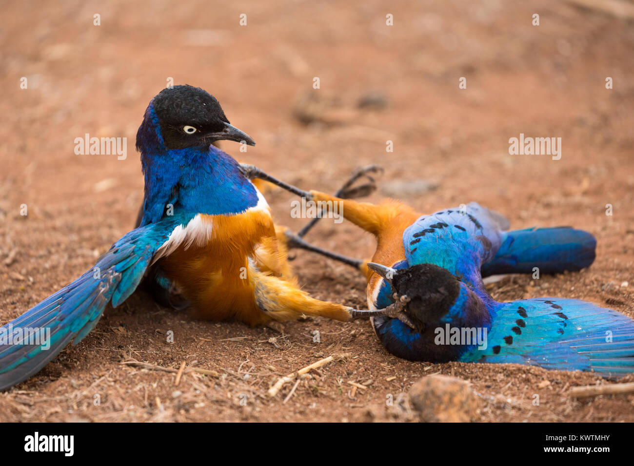 Hervorragende Stare (Lamprotornis superbus) kämpfen Stockfoto