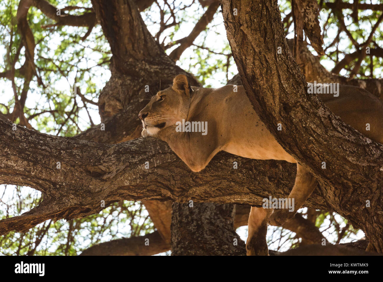 Baumklettern wilde afrikanische Löwinnen (Panthera leo) Stockfoto