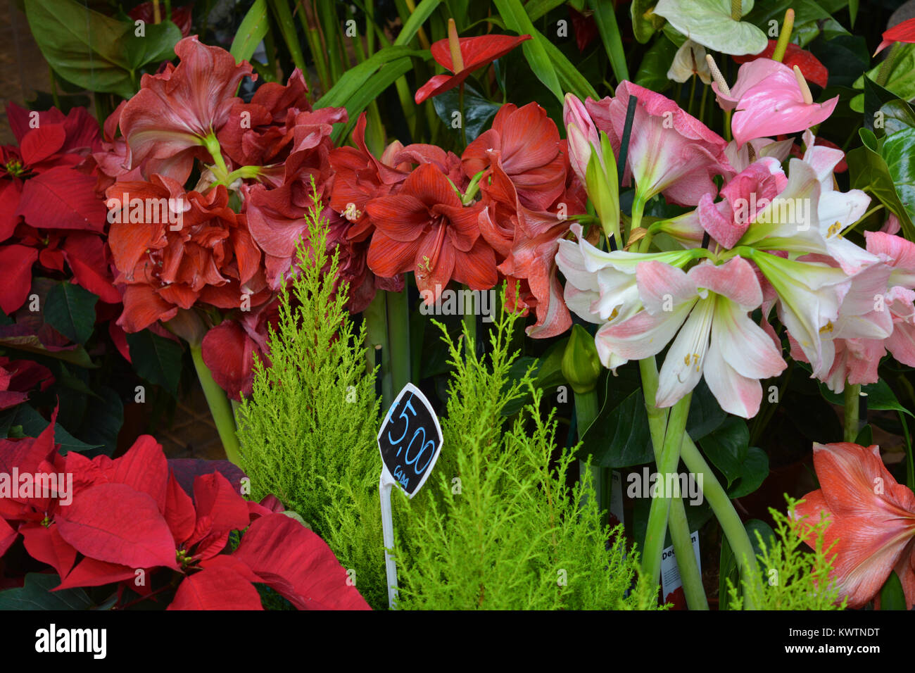 Pflanzen und Blumen für den Verkauf in der Bauernmarkt, Mercado dos Lavradores, Funchal, Madeira, Portugal Stockfoto