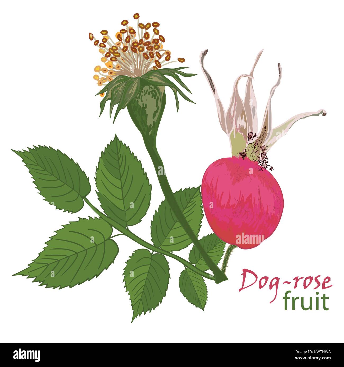 Set rot Blüten der Rose mit Blättern und Früchten in realistischen handgezeichneten Stil Vector Illustration. Stock Vektor