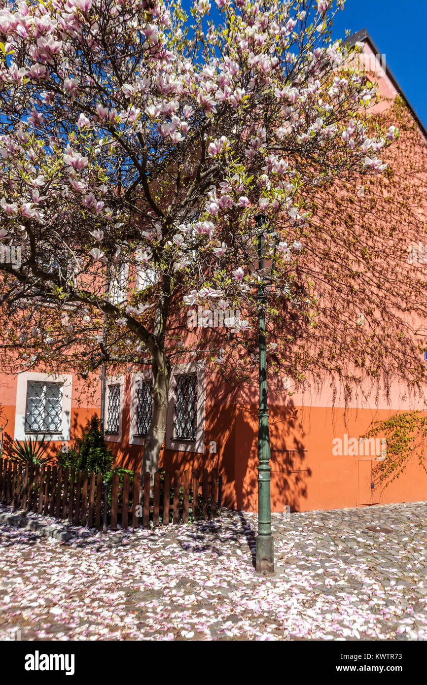 Magnolienblüten fallen Prager Frühling Strahov Kloster Hof Haus Tschechische Republik blühender Baum Stockfoto