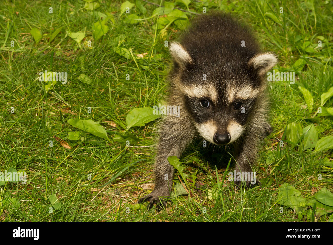 Ein Baby Waschbär im Garten spielen Stockfotografie Alamy