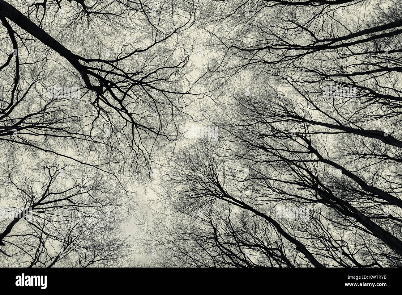 Ansicht von unten der Bäume im späten Herbst Wald. Melancholische Atmosphäre abstrakt Hintergrund. Stockfoto