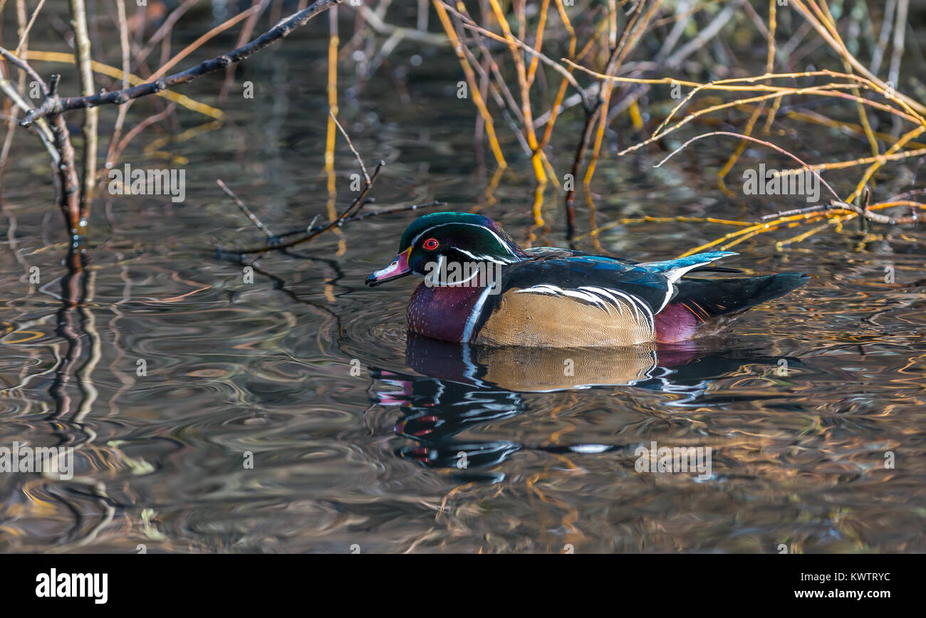 Einen schönen männlichen Holz Ente' Aix sponsa" schwimmt in einem kanadischen Teich. Stockfoto