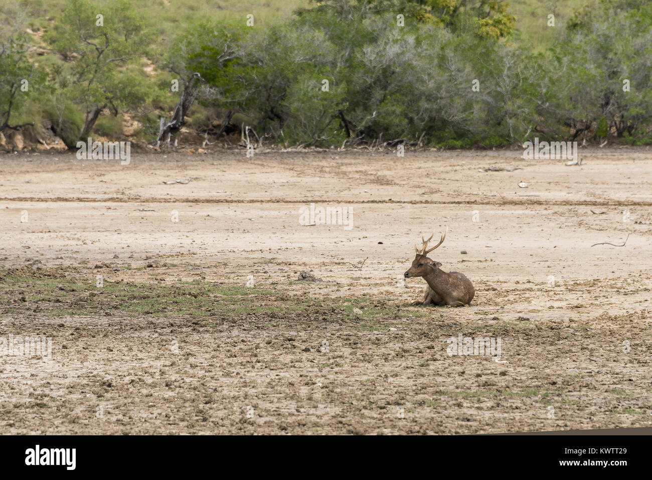 Timor Rotwild (Rusa Timorensis) in der Nähe der Ufer von Loh Buaya Nationalpark Komodo, Rinca, Flores, Indonesien ruhen Stockfoto
