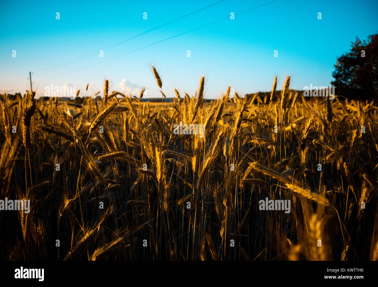 Golden Weizenfeld, Perniö Finnland Stockfoto