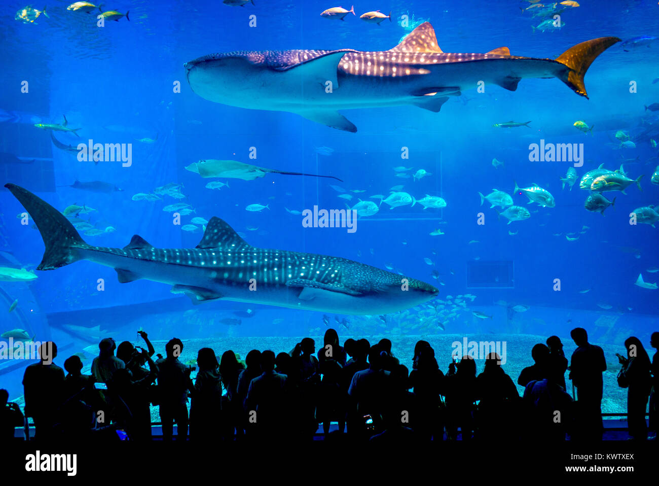 Sea Life Park in Okinawa Stockfoto