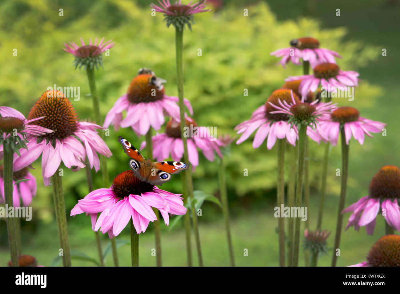 Schmetterling und Echinaceas auf der schönen Sommertag im Estnischen Garten Stockfoto