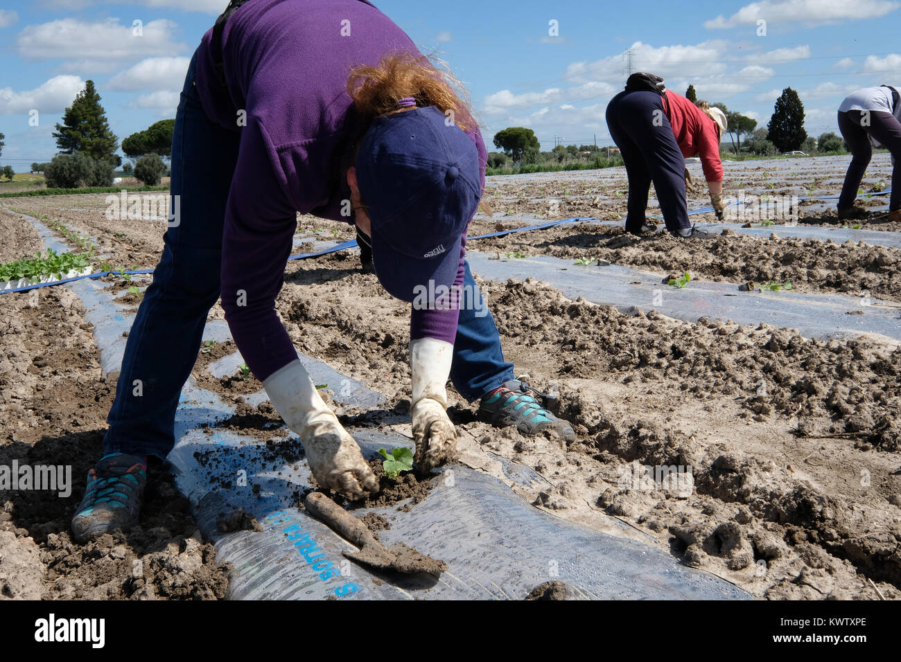 Frauen einpflanzen Melone Samen in Beja, Alentejo, Portugal Stockfoto