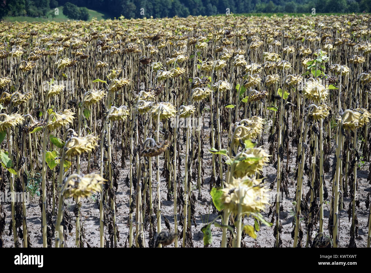 Trockene Sonnenblumen auf dem Bauernhof Feld in der Schweiz Stockfoto