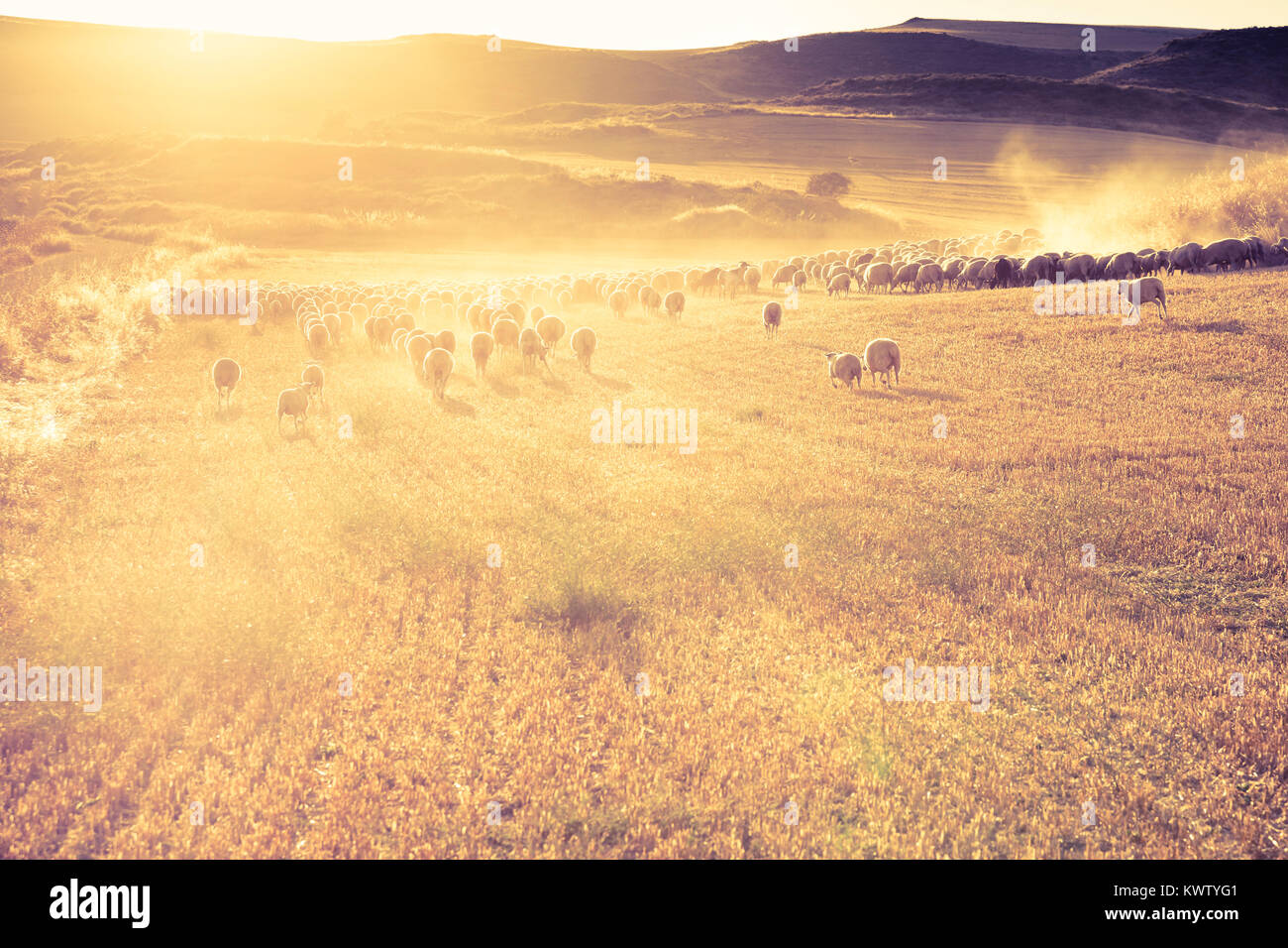 Herde von Schafen in einem Müsli Land. Tierra Estella County. Navarra, Spanien, Europa. Stockfoto