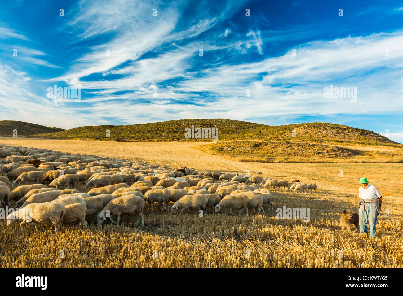 Herde von Schafen und Hirten in einem Müsli Land. Tierra Estella County. Navarra, Spanien, Europa. Stockfoto