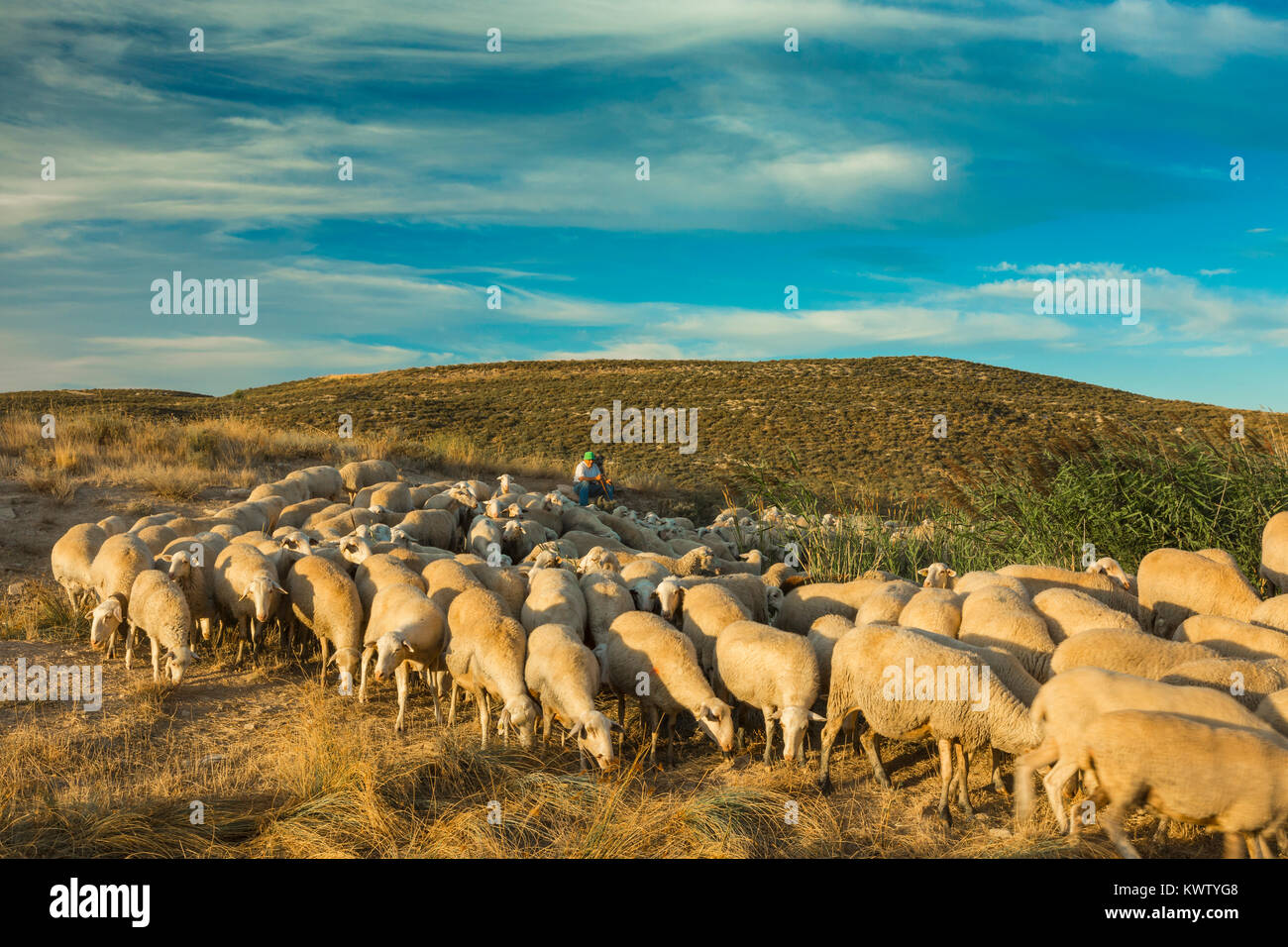 Herde von Schafen und Hirten in einem Müsli Land. Tierra Estella County. Navarra, Spanien, Europa. Stockfoto