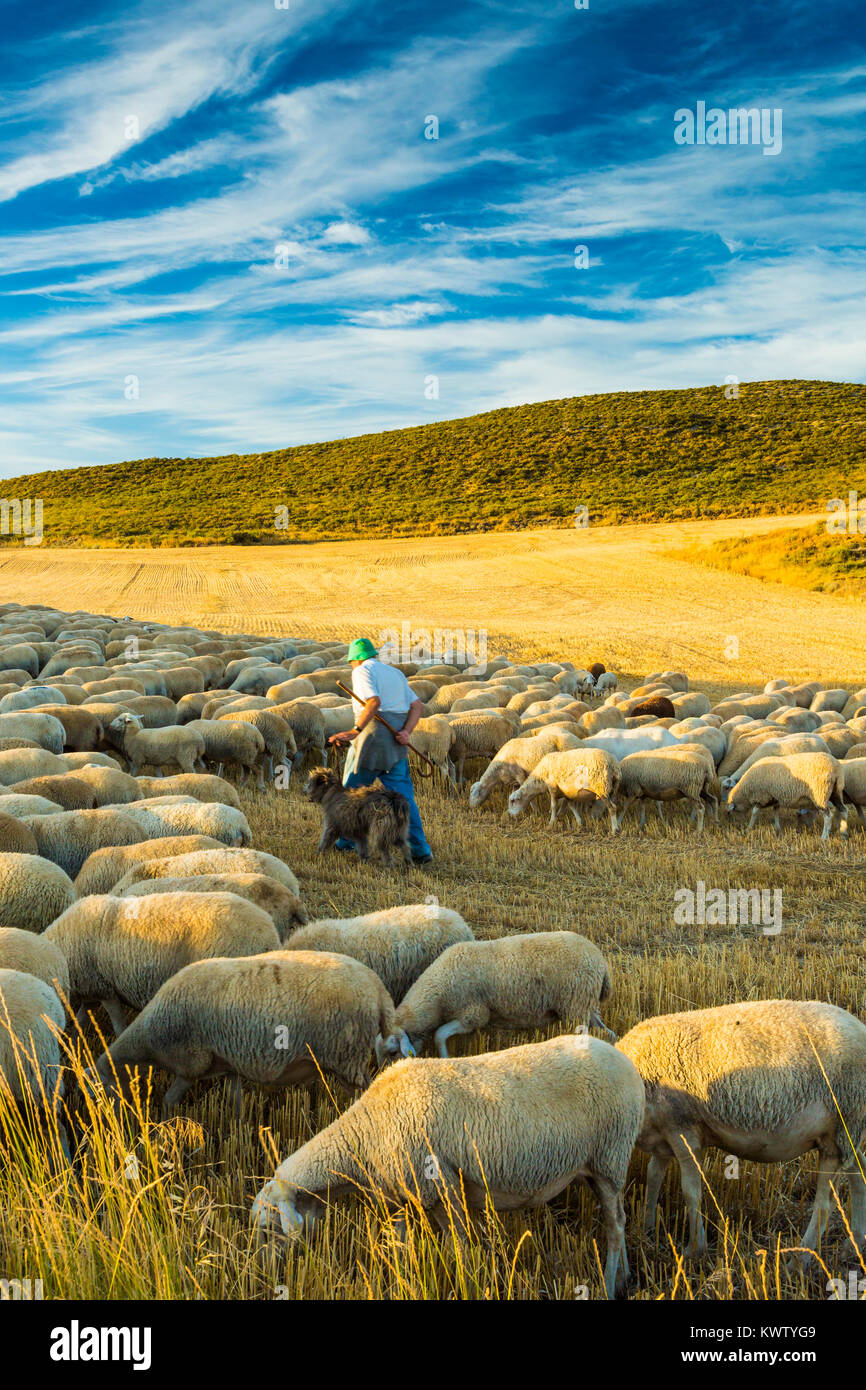Herde von Schafen und Hirten in einem Müsli Land. Tierra Estella County. Navarra, Spanien, Europa. Stockfoto
