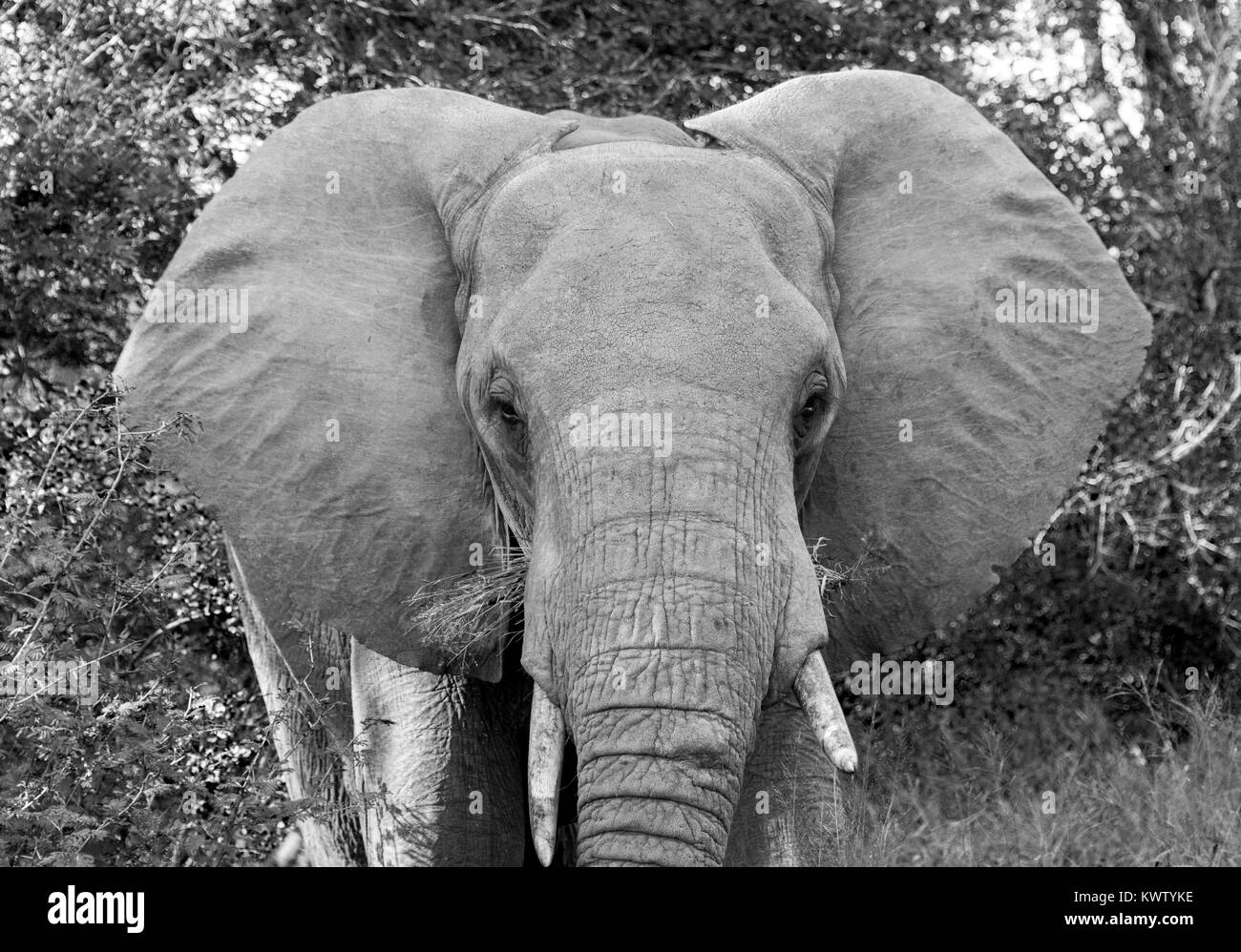 Wilde Tiere im Kruger National Park Südafrika in Schwarz und Weiß Stockfoto