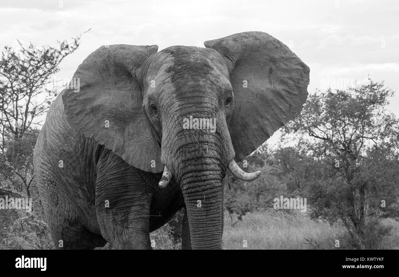 Wilde Tiere im Kruger National Park Südafrika in Schwarz und Weiß Stockfoto