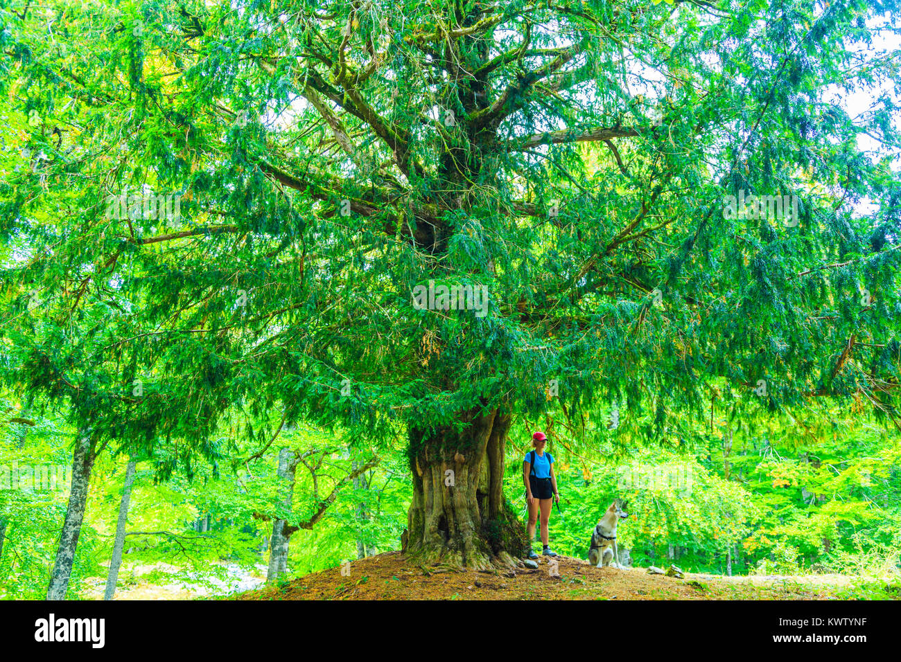 Frau und Eibe (Taxus Whipplei). Stockfoto