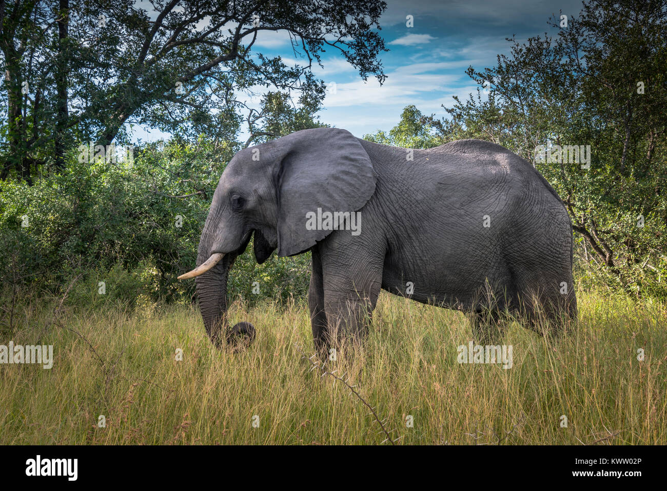 Wild Elefant im Kruger National Park Südafrika Stockfoto