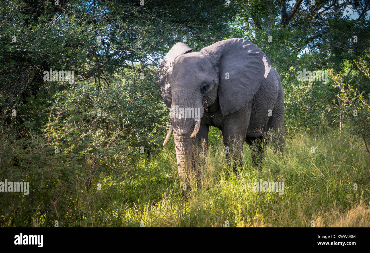Wild Elefant im Kruger National Park Südafrika Stockfoto