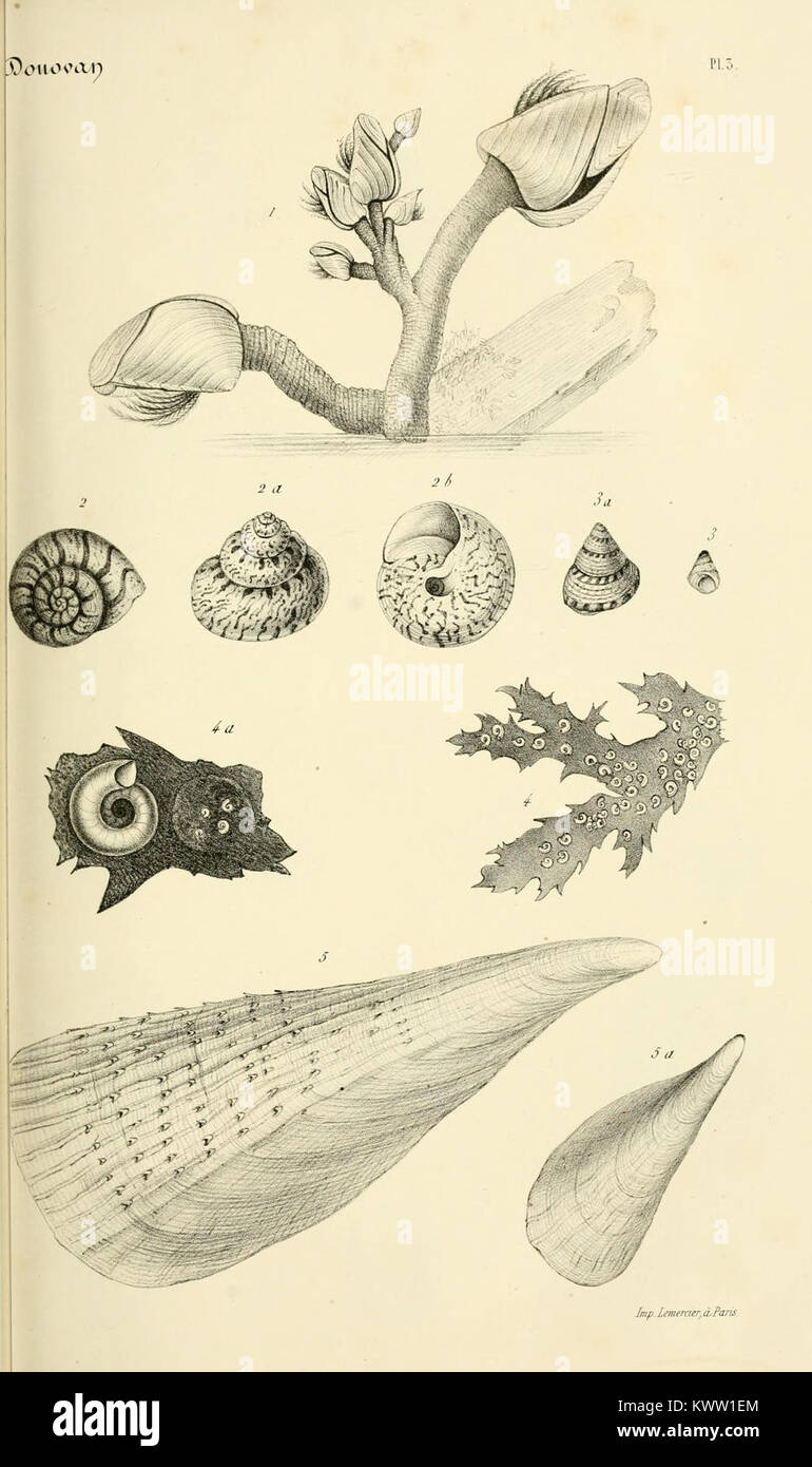 Die Sammlung „Bibliothèque conchyliologique“ dient als wissenschaftliches Archiv über Weichtiere mit Schwerpunkt auf Muschelproben, Taxonomie und naturgeschichtlichen Studien. Stockfoto