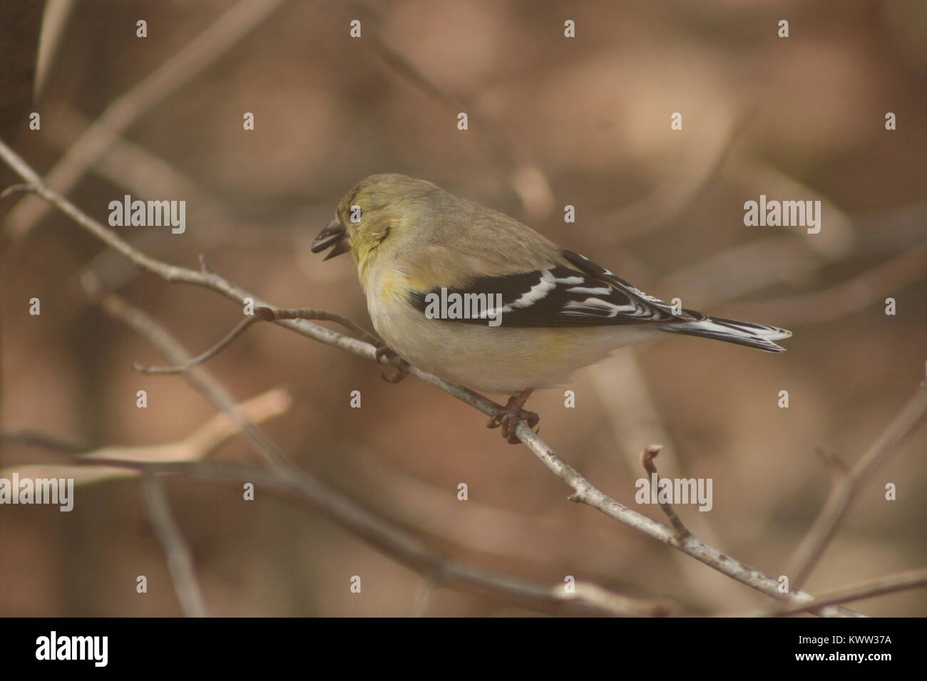 Winter American Goldfinch am Futterhaus an einem trüben Wintertag. Stockfoto