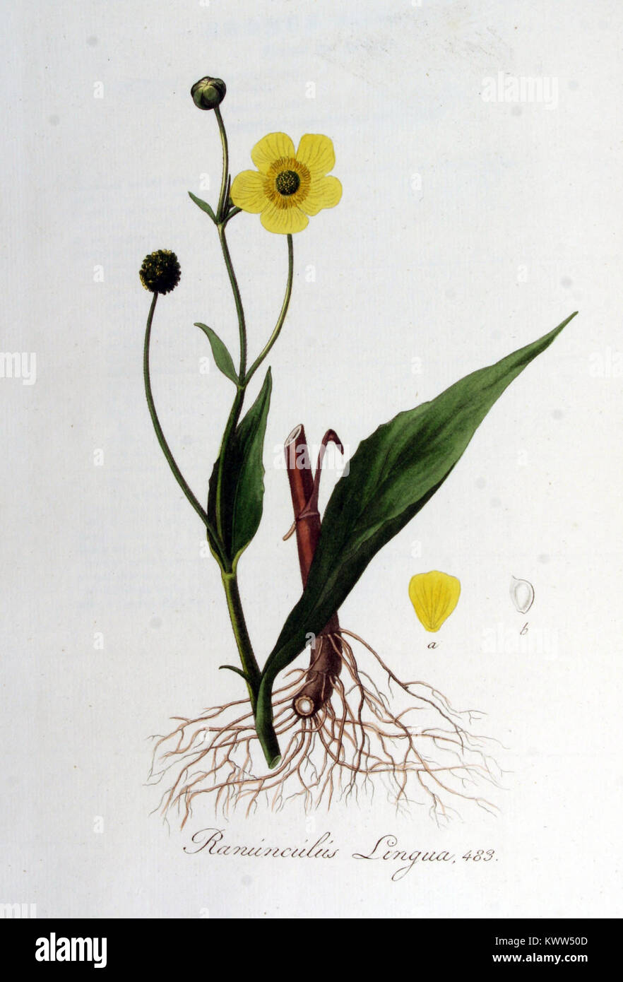 Eine Illustration aus „Flora Batava“, die die in Europa heimische Pflanzenart Ranunculus lingua zeigt und ihre botanischen Merkmale hervorhebt. Stockfoto