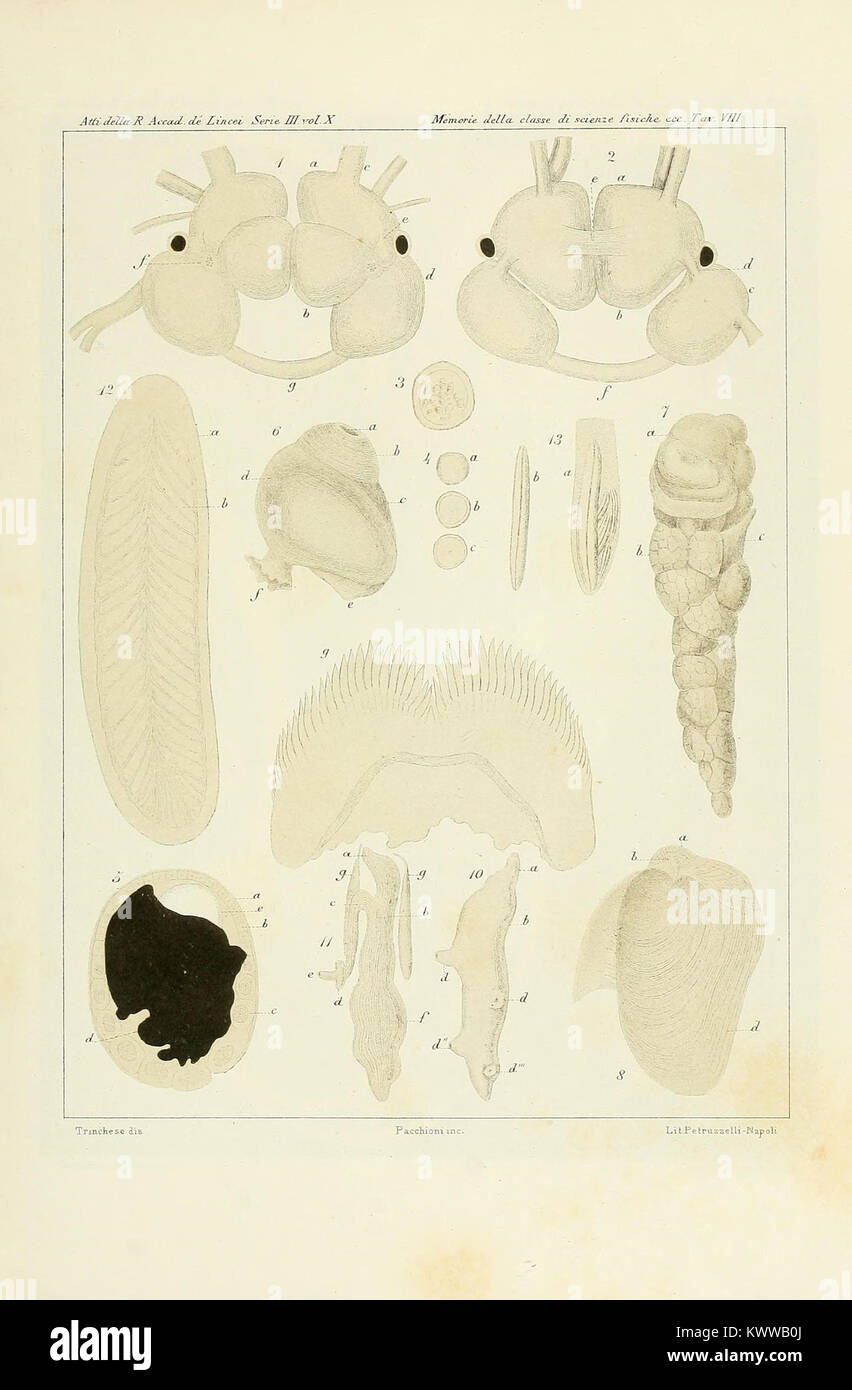 AEolididae e famiglie affini del Porto di Genova (9406056815) Stockfoto