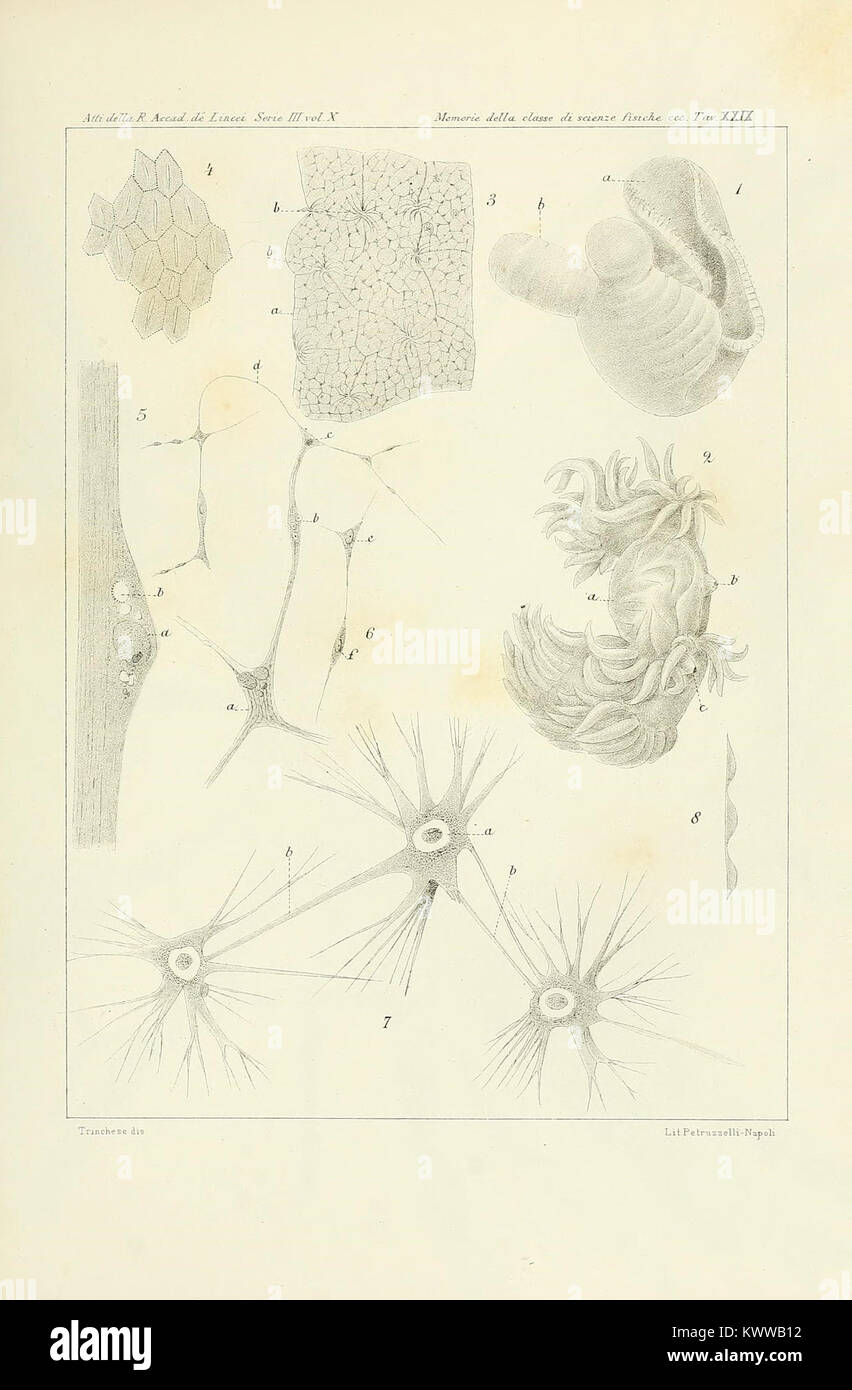 AEolididae e famiglie affini del Porto di Genova (9406085513) Stockfoto