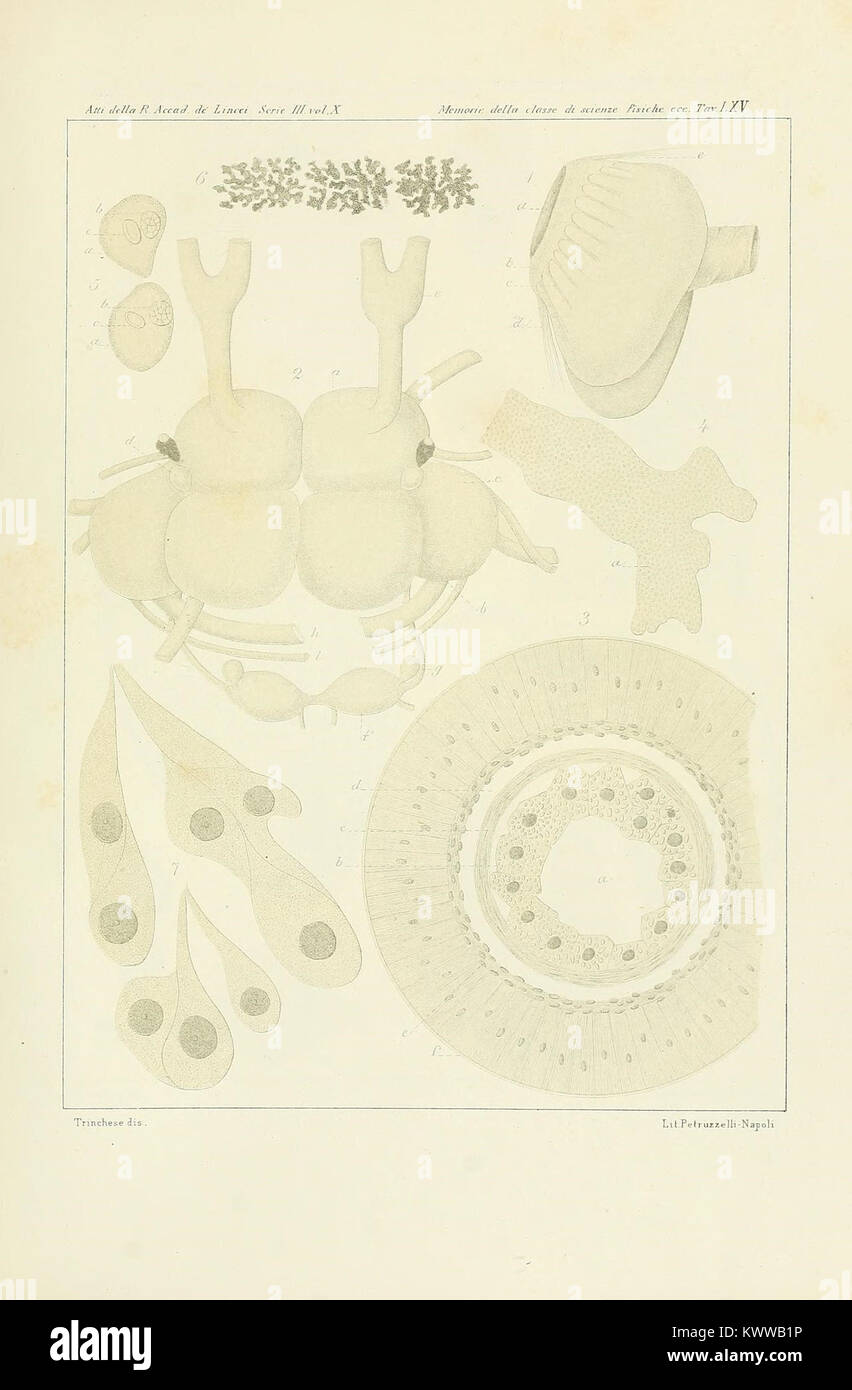 AEolididae e famiglie affini del Porto di Genova (9406128447) Stockfoto