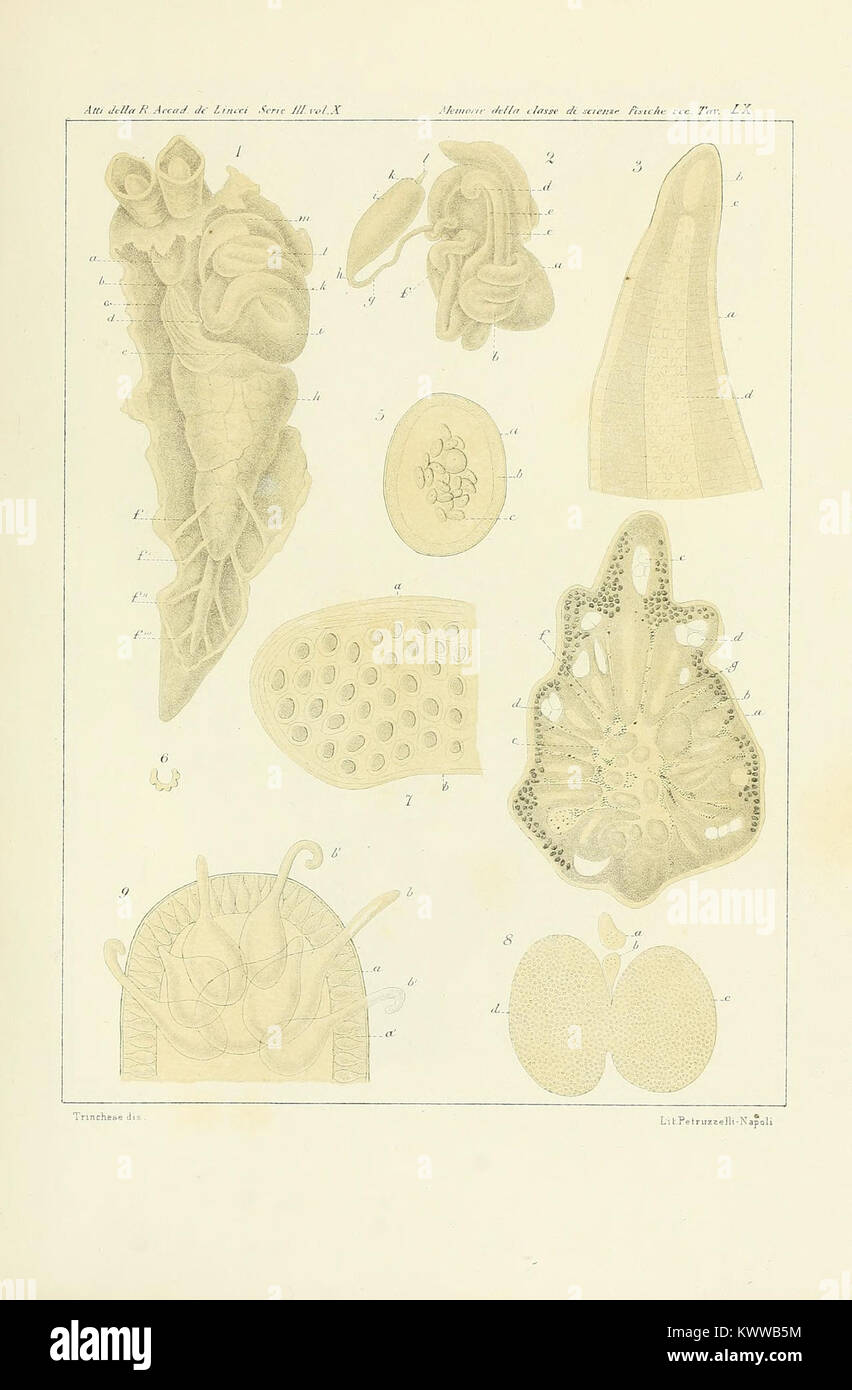 Die Platte LX von „Æolididae e famiglie affini del porto di Genova“ zeigt detaillierte wissenschaftliche Abbildungen von Meeresschnecken der Familie der Aeolidiidae, die im Hafen von Genua gesammelt und klassifiziert wurden. Stockfoto